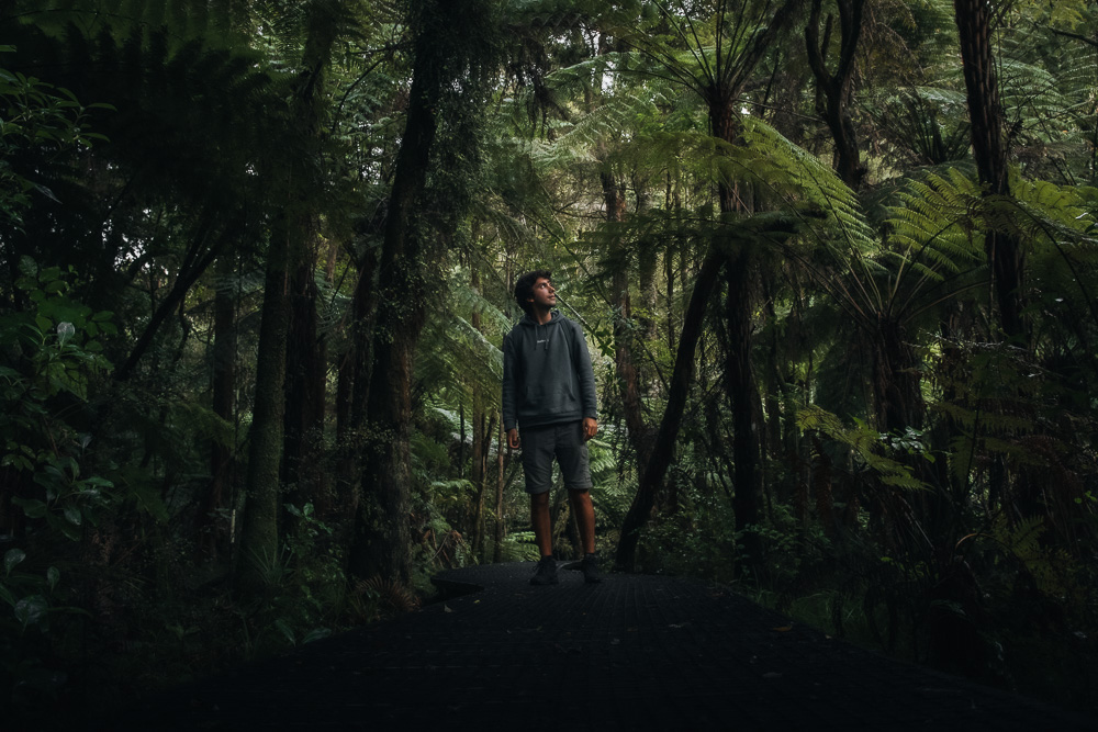 Native Forest Walks